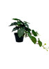 Philodendron artificiel 37 cm, vue frontale détaillée
