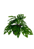 Monstera artificielle 25 cm, feuillage détaillé et réaliste, idéal pour décoration intérieure.