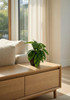 Monstera artificielle en pot décoratif, plante singe stylisée, parfaite pour ambiance moderne.