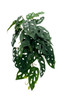 Plante artificielle Monstera Monkey, feuillage réaliste, idéale pour décoration intérieure.