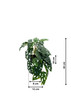 Vue détaillée des dimensions (44 cm) et de la structure de la plante artificielle Monstera Monkey.