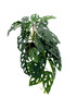Plante Monstera Monkey artificielle en position décorative, parfaite pour salon ou bureau.