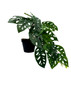 Plante artificielle Monstera Monkey, 44 cm, feuillage réaliste et détaillé