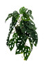 Vue latérale de la plante Monstera artificielle, 44 cm, idéale pour décoration intérieure