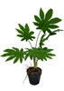 Plante artificielle Aralia détaillée, feuillage luxuriant et réaliste sur tige haute.