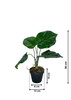 Dimensions détaillées de la plante artificielle Maranta 36 cm