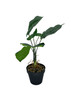 Plante artificielle Maranta 36 cm, détail des feuilles texturées.
