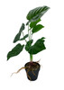 Plante artificielle Maranta 44 cm, vue frontale détaillée
