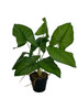 Plante artificielle Syngonium 56 cm, feuillage détaillé et réaliste