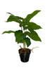 Vue de face du syngonium artificiel 50 cm, feuillage détaillé et réaliste.