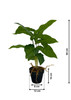 Dimensions du syngonium artificiel 50 cm, vue schématique avec mesures.