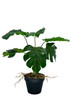 Monstera artificielle détaillée avec feuilles percées, idéale pour décoration intérieure.