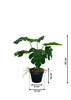 Dimensions du Monstera artificiel: 43 cm de hauteur, format compact et réaliste.