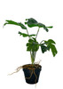 Monstera artificielle détaillée avec feuilles percées, vue de face sur fond neutre.