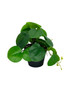 Vue latérale de la plante artificielle Pilea avec feuillage réaliste
