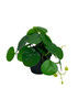Plante Pilea artificielle 20 cm, vue de face, feuillage détaillé et réaliste.
