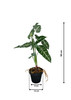 Dimensions de la plante artificielle Alocasia Amazonica: 58 cm de hauteur, détails des mesures