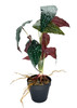 Bégonia artificiel Rosie 47 cm en vue latérale, mise en situation décorative intérieure