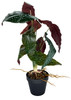 Plante artificielle Bégonia Rosie, vue latérale avec feuillage réaliste.