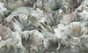 Papier peint Lotus Pond