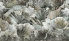 Papier peint Lotus Pond
