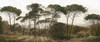 Papier peint Italian Pines