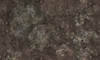 Papier peint Abyss Shell