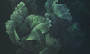 Papier peint Green lush