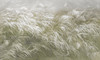 Papier peint Soft Rattle 3