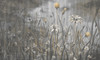 Papier peint Cold Flowers 2