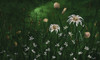 Papier peint Cold Flowers 4