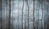 Papier peint Shadow