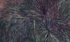 Coloris 1