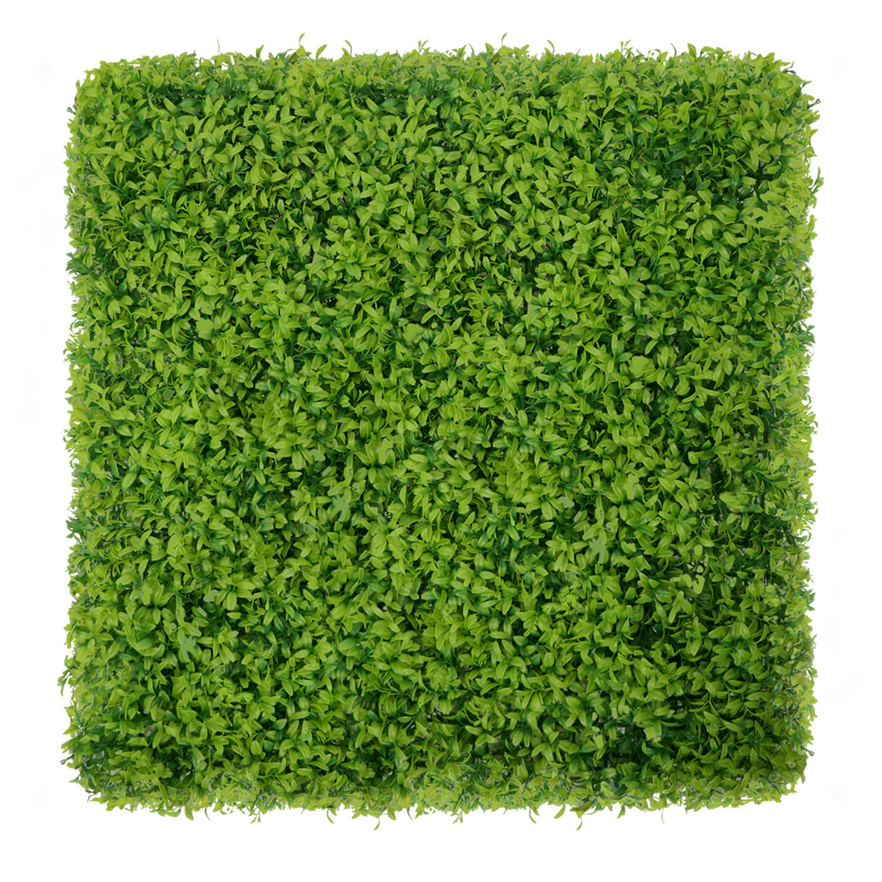 Mur végétal Buxus 50x50 cm, aspect naturel et dense