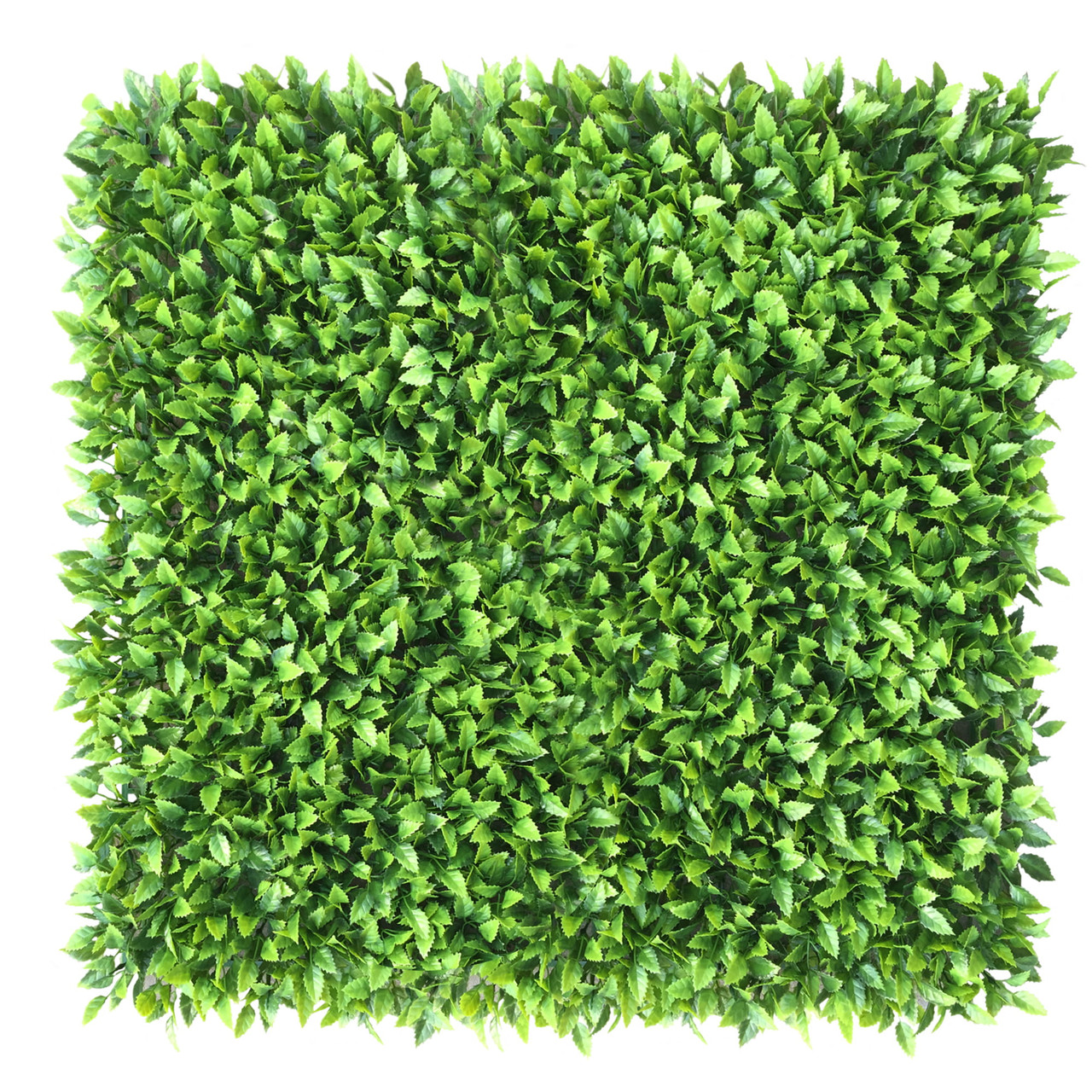 Mur végétal Honkenia 50x50 cm - Détail botanique réaliste