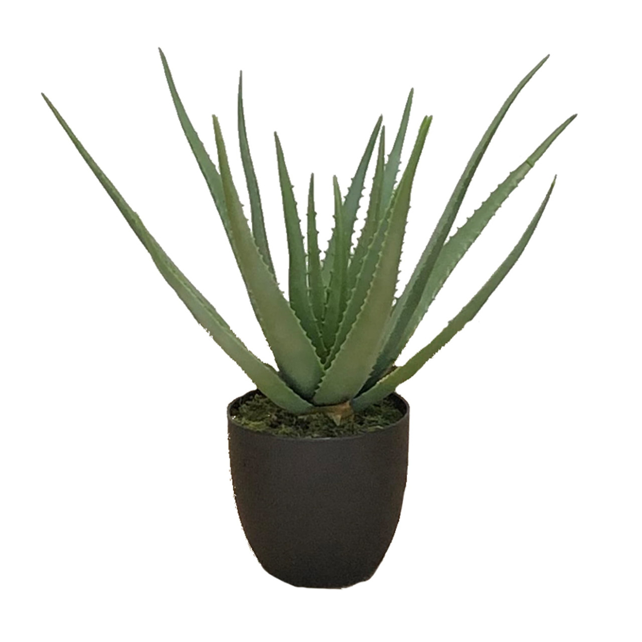 Plante d'intérieur Aloès 58 cm, pot inclus, aspect naturel et réaliste