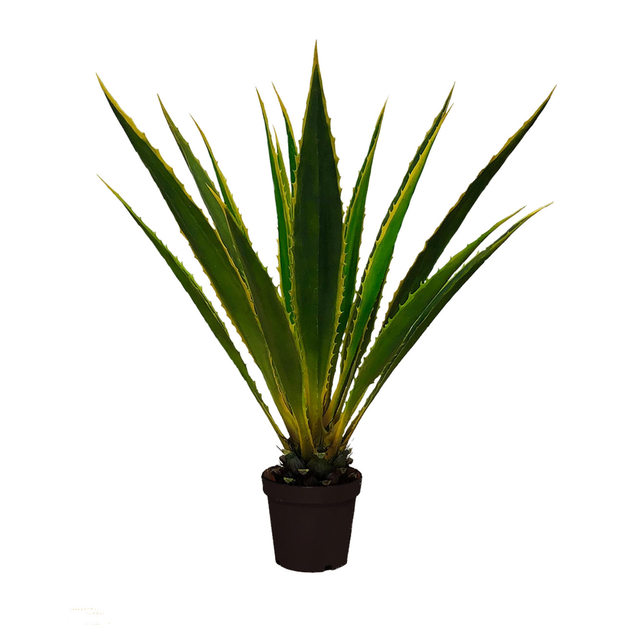Plante ornementale Agave americana, 120 cm, feuillage persistant et architectural.