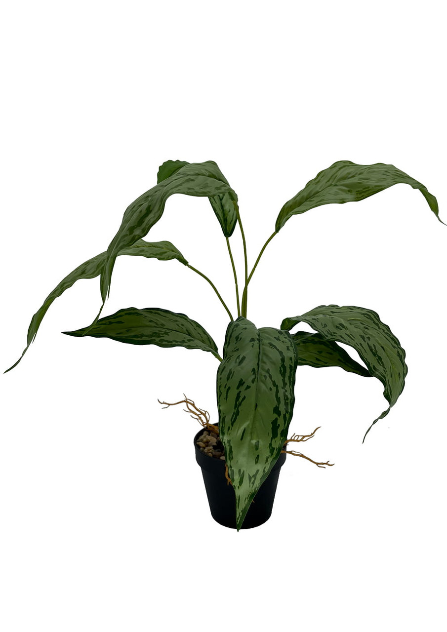 Plante artificielle de spatifilium 60 cm, feuillage réaliste et décoratif.
Vue des dimensions du s