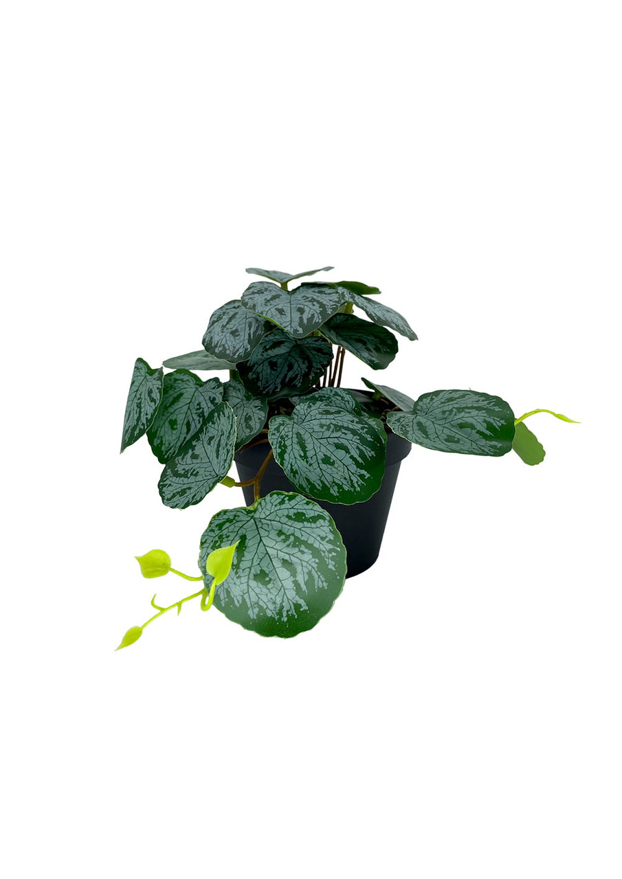 Plante Pilea artificielle 20 cm, vue de face, feuillage détaillé et réaliste.