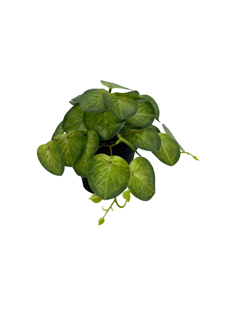 Plante Pilea artificielle 19 cm sur fond neutre