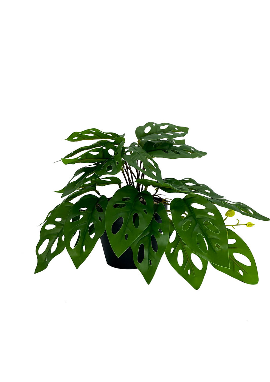 Monstera artificiel détaillé avec feuilles caractéristiques