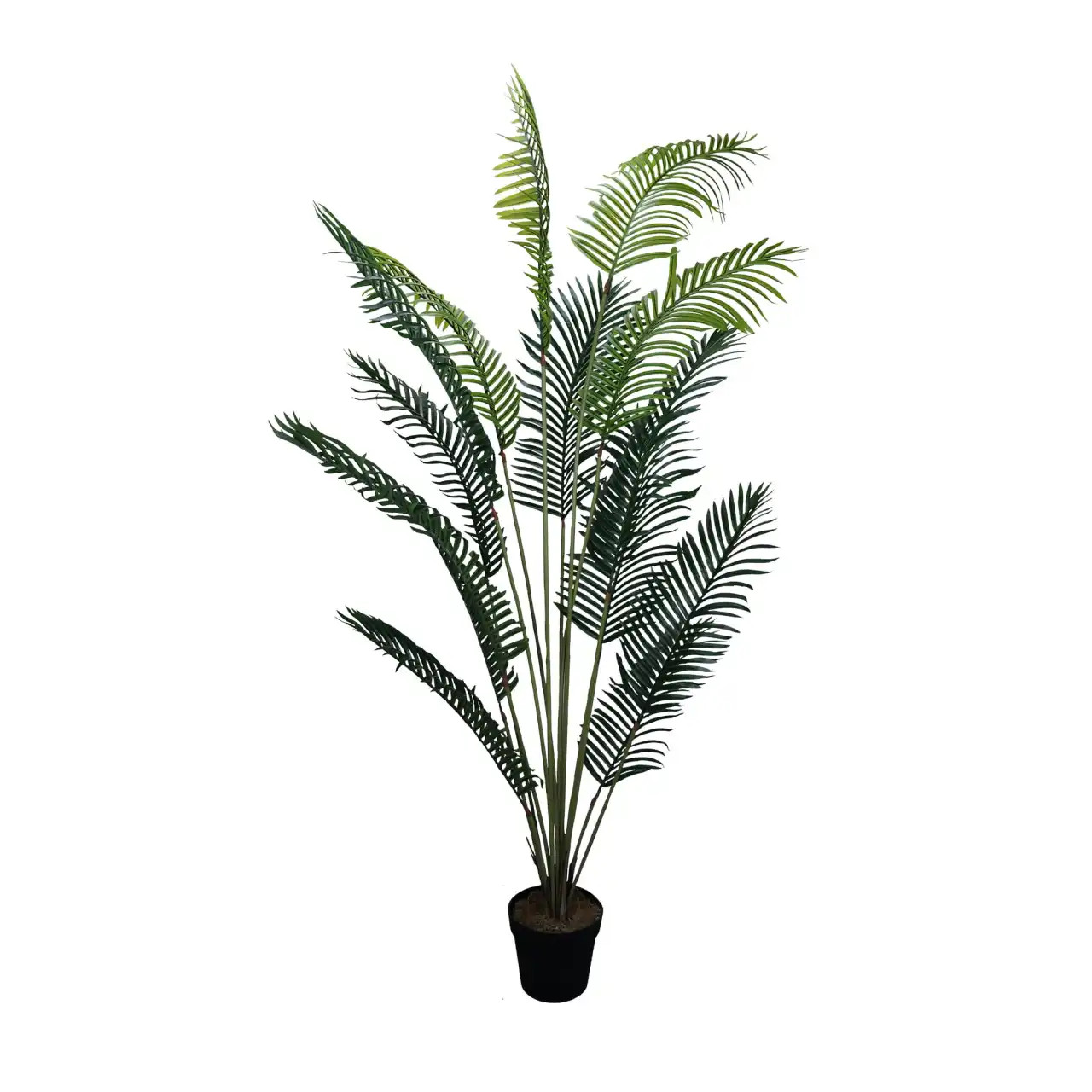 Decorative plant Palm Lutescens 200 cm · hauteur 200 cm