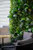Jardin vertical Tropical Freshness - Détail des plantes tropicales Jardin vertical Tropical Freshness - Détail des plantes tropicales