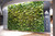Vue réelle du jardin vertical Vibe Exotique en intérieur lumineux Vue réelle du jardin vertical Vibe Exotique en intérieur lumineux