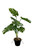 Plante artificielle Monstera 65 cm, vue frontale détaillée des feuilles.