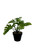 Vue latérale de la plante artificielle Monstera 20 cm, idéale pour décoration intérieure
