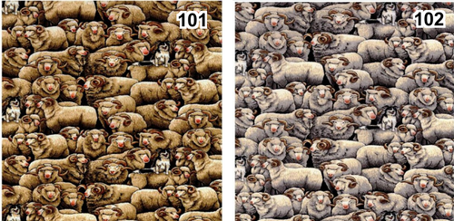 Merinos - packed in at muster time and a sheepdog or two