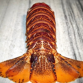 Pictured is a cooked Tristan lobster Tail on a cutting board