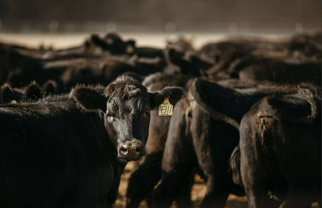 Why Sourcing 100% Black Angus Beef Makes a Difference in Premium Steaks