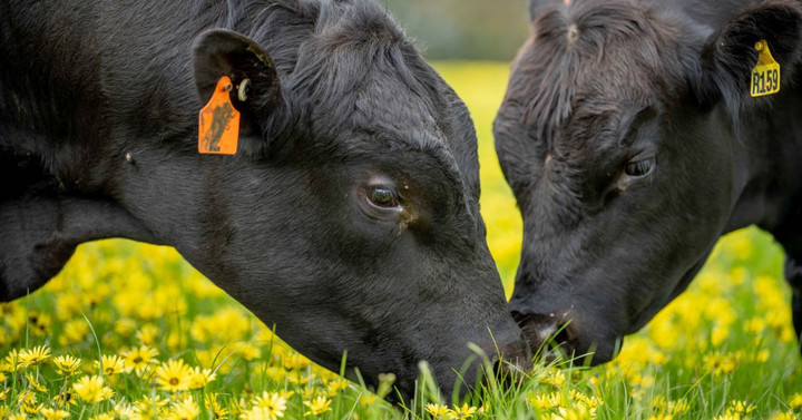 The Importance of Traceability in Modern Beef Production